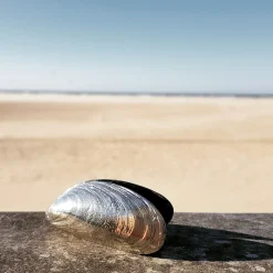 Anovi Mosselbestek Tin (2 Stuks)