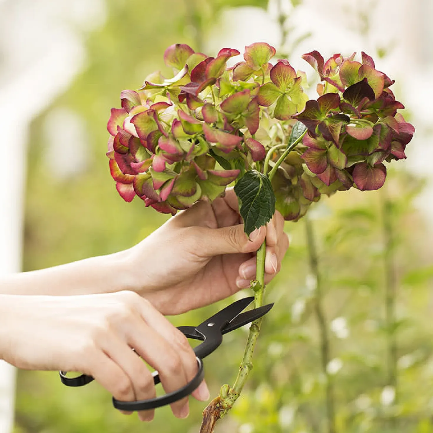 Kobayashi Seikyo Snoeischaar Florist